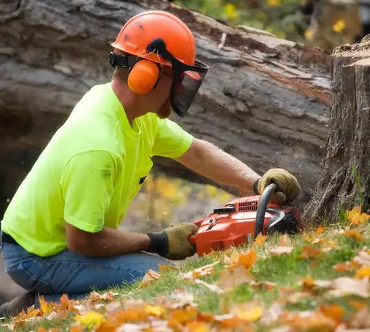 tree services Brandon